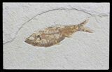 Knightia Fossil Fish - Wyoming #59833-1
